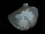 Enrolled Isotelus Trilobite From Ontario #6040-3